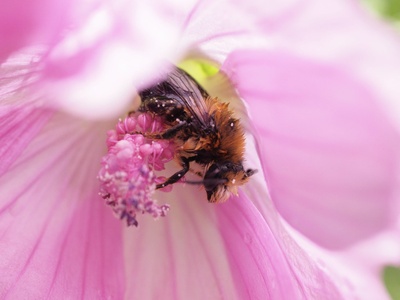 Musk Mallow