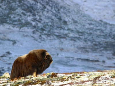 Muskox