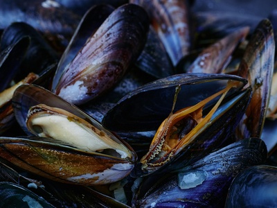 Mussel