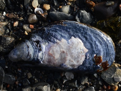 Mussel
