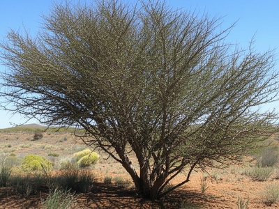 Myrrh Tree