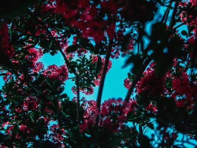 Myrtle