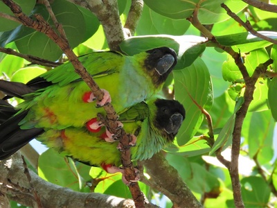 Nanday parakeet