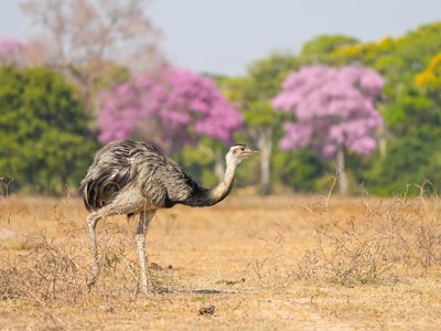 Nandu