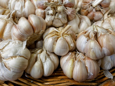 Naples Garlic