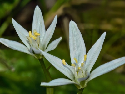 Narbonne Star-of-Bethlehem