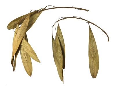 Narrow-leafed Ash