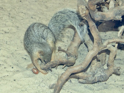 Narrow-striped mongoose