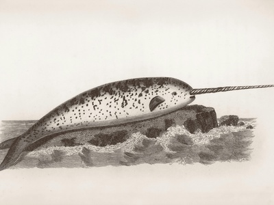 Narwhal