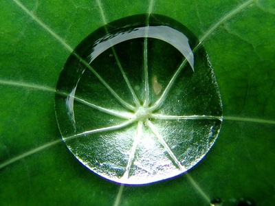 Nasturtium