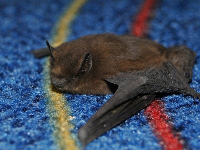Nathusius's pipistrelle