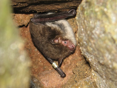 Natterer's bat