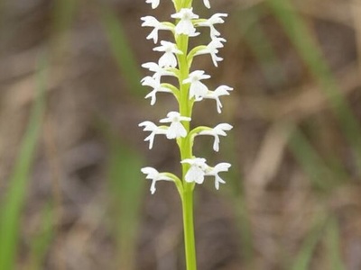 Navasota Ladies'-tresses