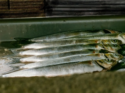 Needle-scaled Queenfish