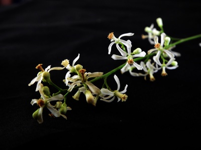 Neem
