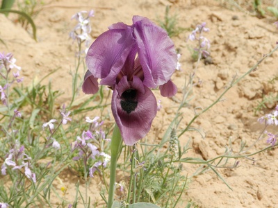 Negev Iris