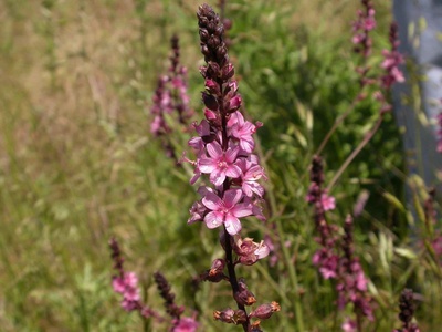 Nelson's Checker-mallow