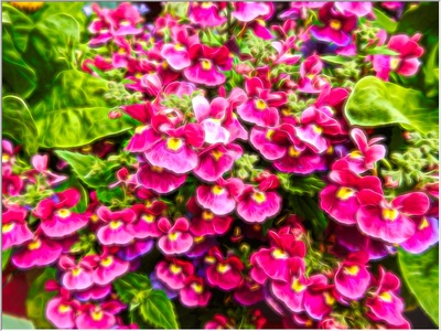 Nemesia