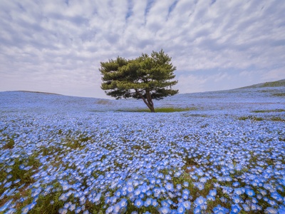 Nemophila