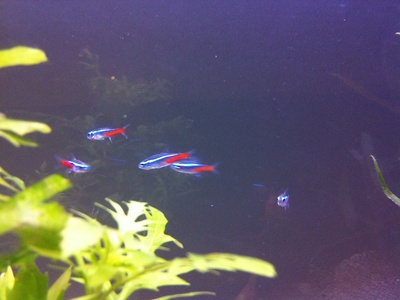 Neon tetra