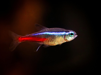Neon tetra