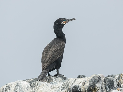 Neotropic cormorant