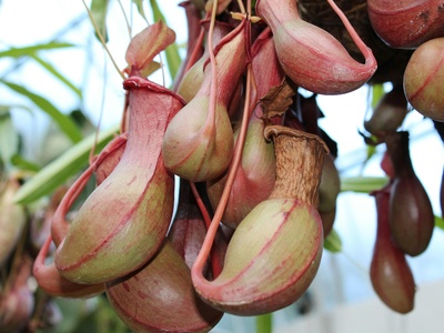 Nepenthes (pitcher plant)