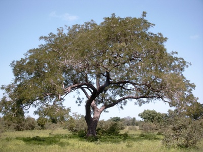 Néré (locust bean)