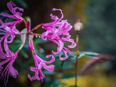 Nerine