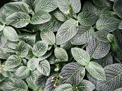 Nerve Plant
