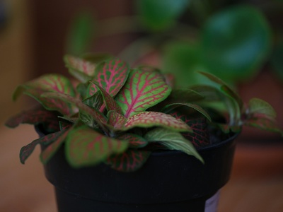 Nerve Plant