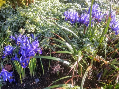 Netted Iris