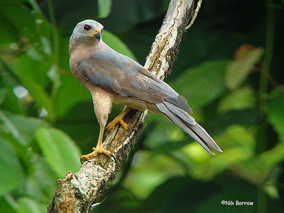 New Britain Goshawk