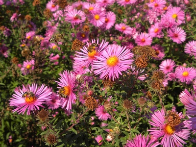 New England Aster