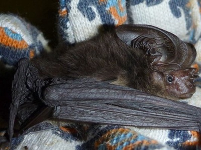 New Guinea Big-eared Bat