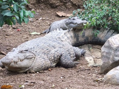 New Guinea Crocodile