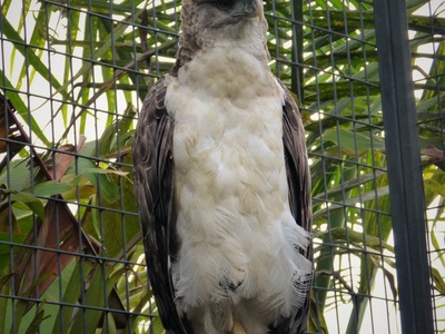 New Guinea Harpy Eagle