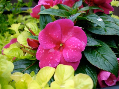 New Guinea impatiens