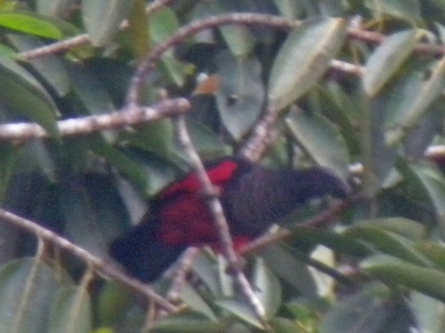 New Guinea Vulturine Parrot