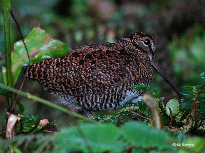 New Guinea Woodcock