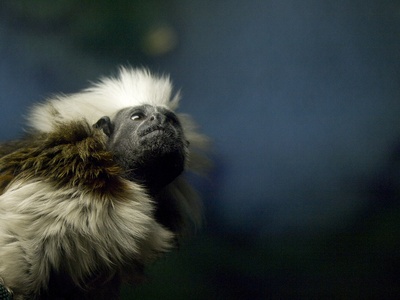 New World monkey