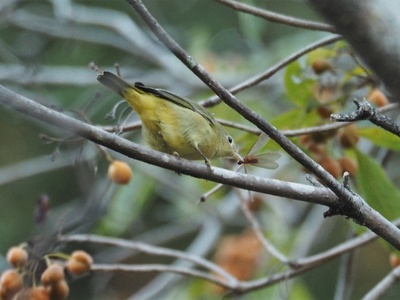 New World warbler