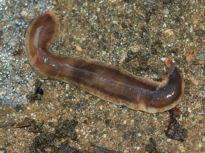 New Zealand Flatworm