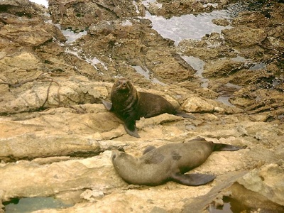 New Zealand fur seal