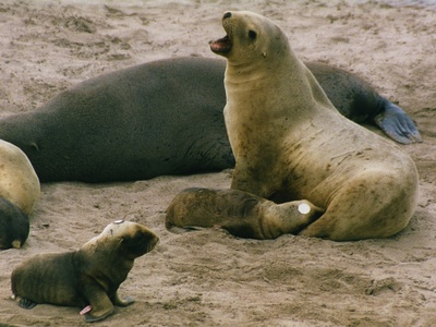 New Zealand sea lion