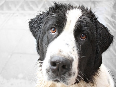 Newfoundland (Landseer)