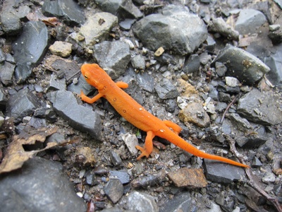 Newt