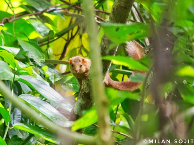 Nicobar treeshrew