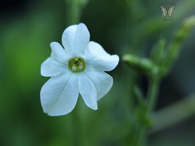 Nicotiana