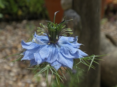 Nigella